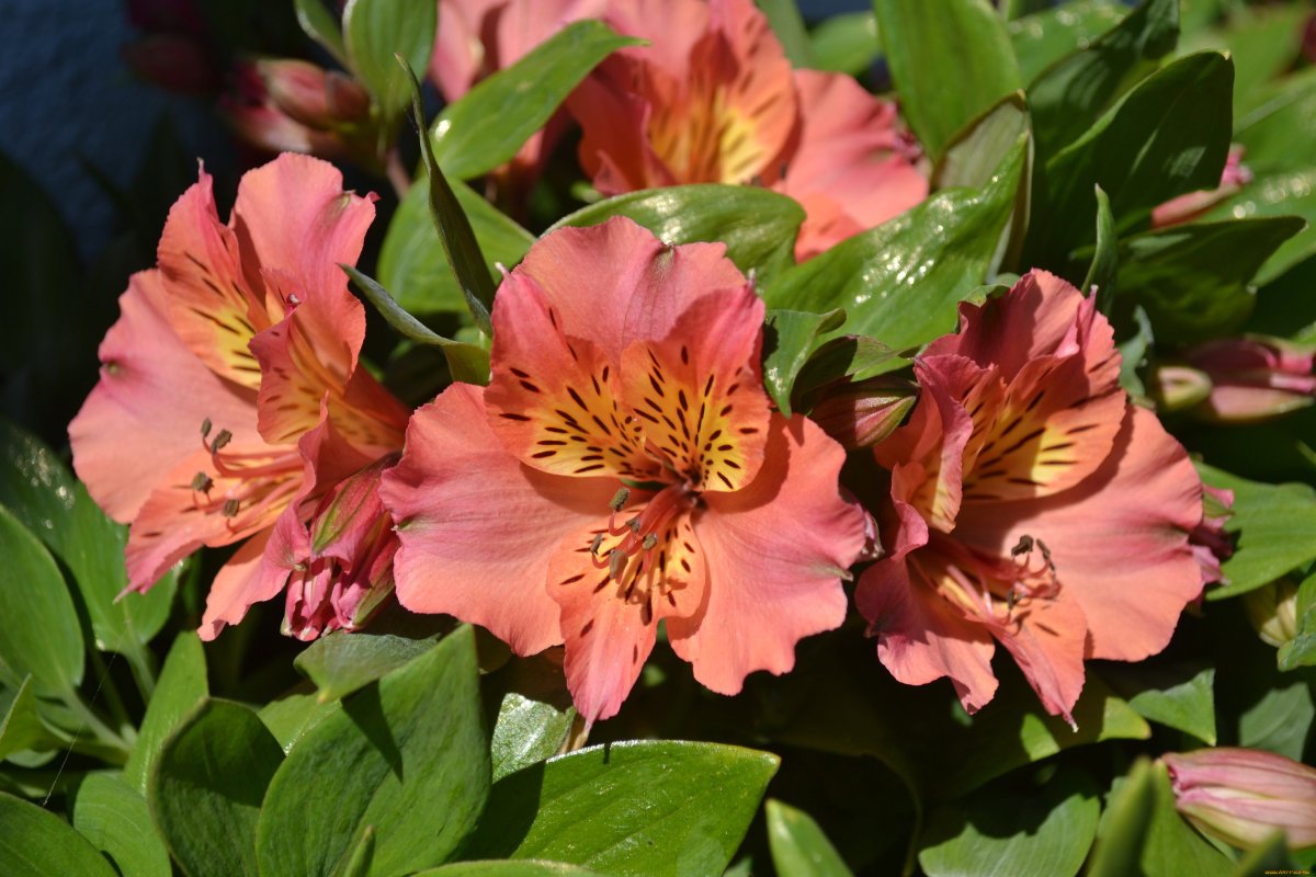 Alstroemeria Pelegrina