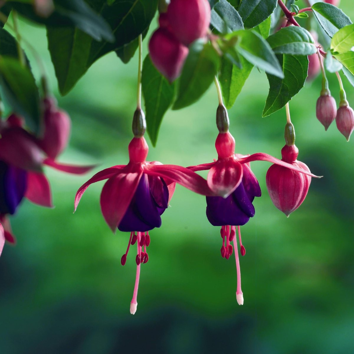 Fuchsia. Фуксия Блэки ампельная. Фуксия 'Regner Hansen'. Фуксия гибридная ампельная. Фуксия Таусендшон.