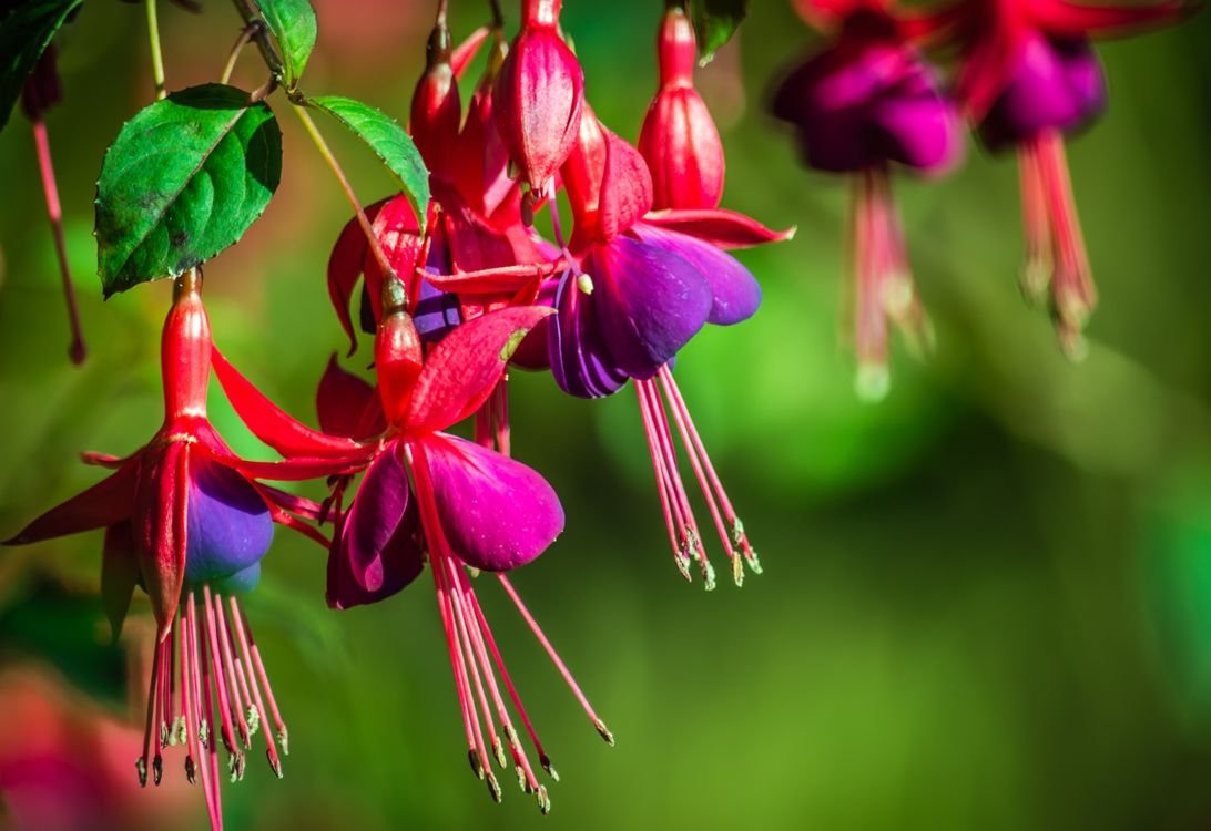 Зеленая фуксия. Фуксия Блэки ампельная. Фуксия трехлистная. Фуксия Fuchsia. Фуксия прямостоячая.