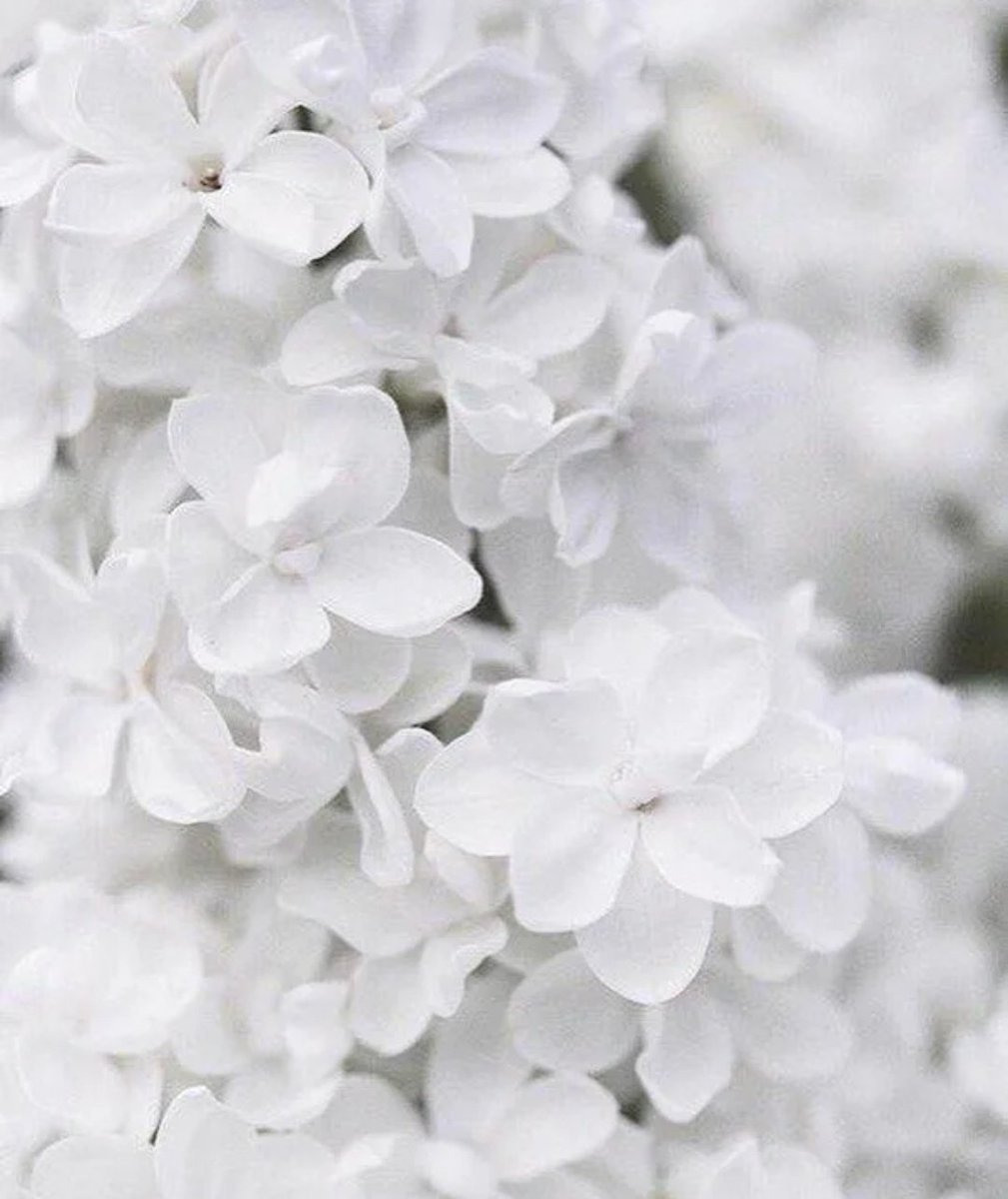 Біла з. Белые цветы. Беленькие цветочки. Белых в. "цвета". Красивый белый.