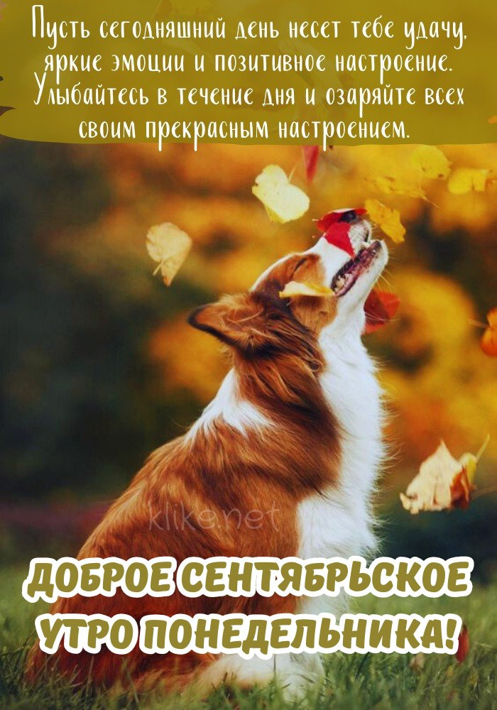 Удивительная открытка доброе сентябрьское утро, понедельник!