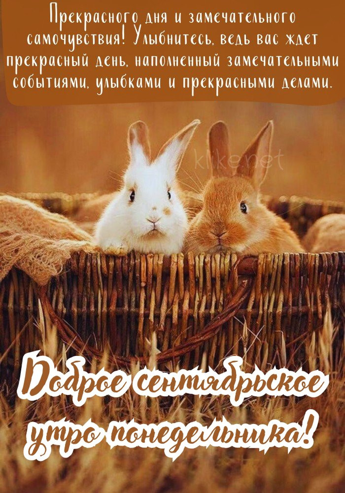 С сентябрьским добрым утром понедельника!