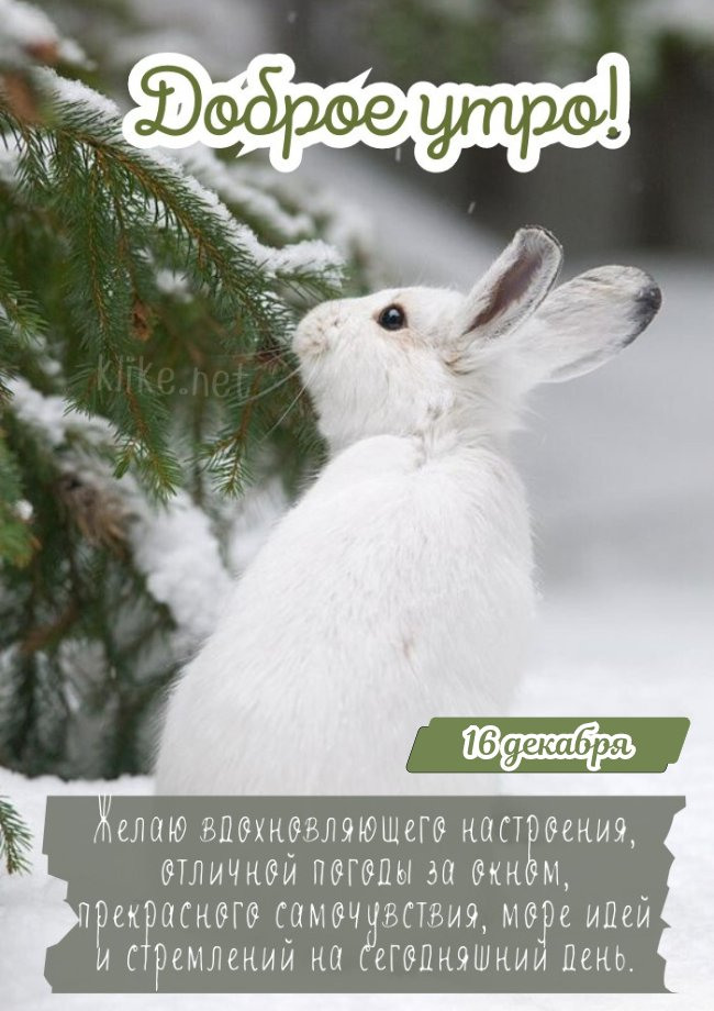 Нежная картинка с добрым утром 16 декабря!