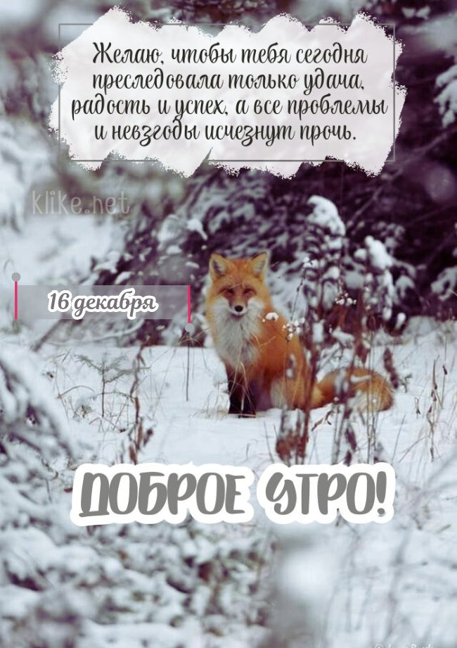 Прохладная картинка доброго утра 16 декабря!